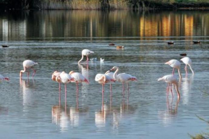 “İzmir Körfez Geçişi Projesi Otoyolu Flamingoların Doğal Yaşam Alanını Bozacak” Yalanı
