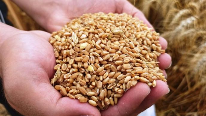 "Türkiye, 2019'da buğday ithalatında dünya birincisi oldu" Yalanı